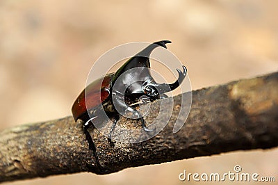 Rhino Beetle Stock Photo