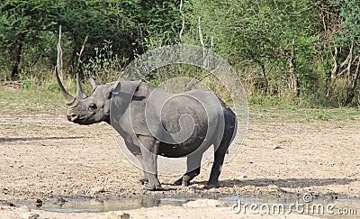 Rhino, Black - African Rare and Endangered Species - Cow Power Stock Photo