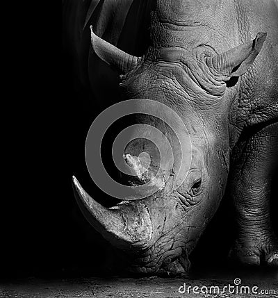 Rhino in Black and White Stock Photo