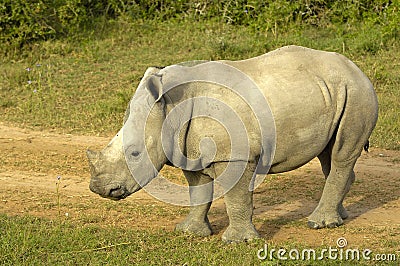 Rhino Calf Stock Photo