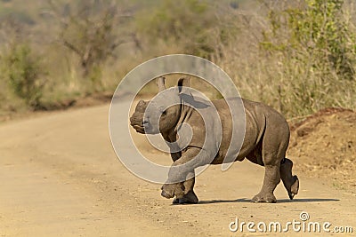 Rhino Calf on the move Stock Photo