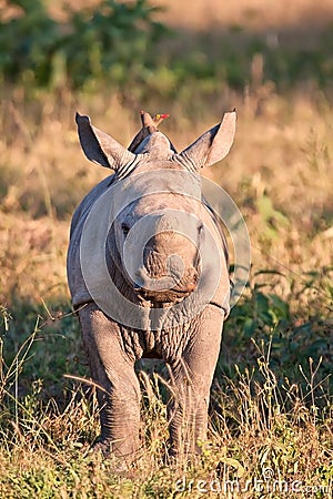 Rhino calf in nature green grass Stock Photo