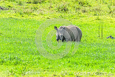 Rhino Calf Wildlife Animal Stock Photo