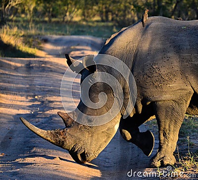 Rhino Crosses the Road Stock Photo