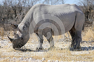 Rhino in ethosa national park Stock Photo