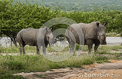 Rhino Family Stock Photo