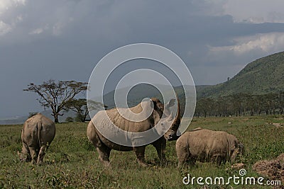 Rhino family in kenya Stock Photo