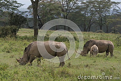 Rhino family in kenya Stock Photo