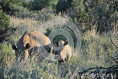 Rhino family at the nature reserve Stock Photo