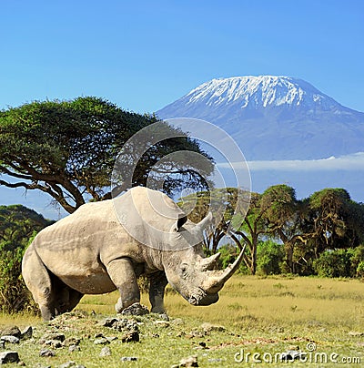 Rhino in front of Kilimanjaro mountain Stock Photo