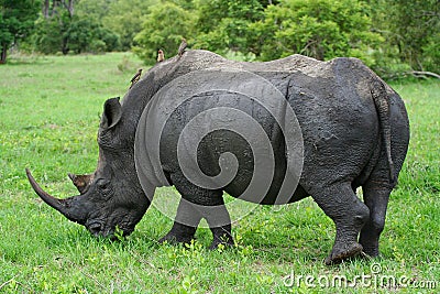 Rhino grazing Stock Photo