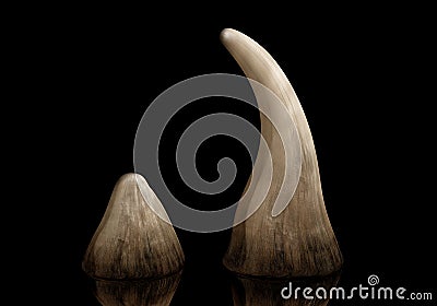 Rhino horn Stock Photo