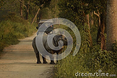 rhino infront the safari vehicle Editorial Stock Photo