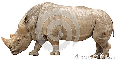 Rhino isolated Stock Photo