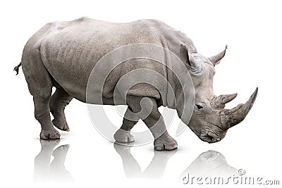 Rhino isolated Stock Photo