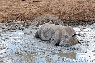 Rhino in mud Stock Photo