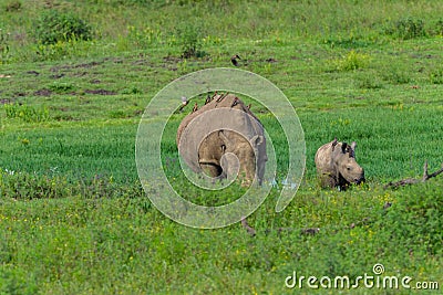 Rhino Calf Wildlife Waterhole Stock Photo