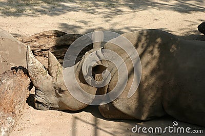 Rhino profile Stock Photo