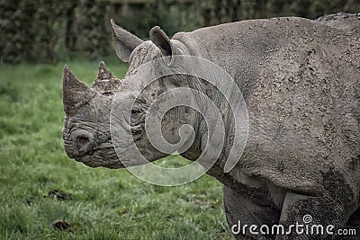 Rhino profile Stock Photo