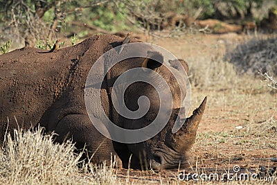 Rhino relaxing after mud bath Stock Photo