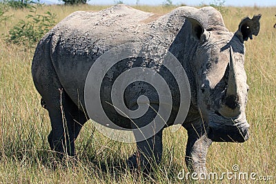 Rhino, rhinoceros, Kruger national Park. South Africa Stock Photo