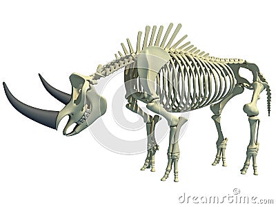 Rhino Rhinoceros Skeleton 3D rendering Stock Photo