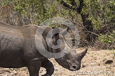 Rhino, Rhinoceros, walking to right, with rhino horn clearly visible Stock Photo