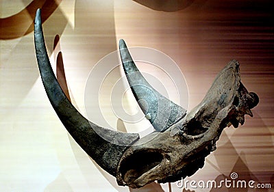 Rhino skull and horne Editorial Stock Photo