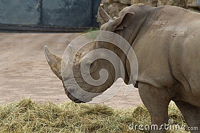 Rhino standing Stock Photo