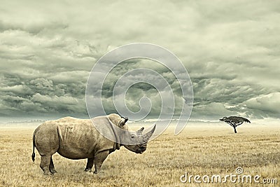 Rhino standing in dry African savana with heavy dramatic clouds above Stock Photo