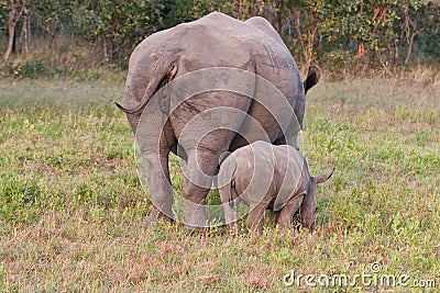 Rhino standing in nature Stock Photo