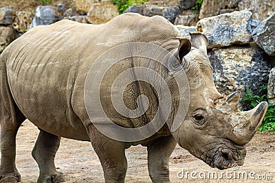 Rhino standing Stock Photo