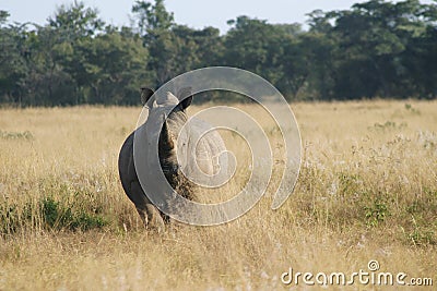 Rhino staring Stock Photo