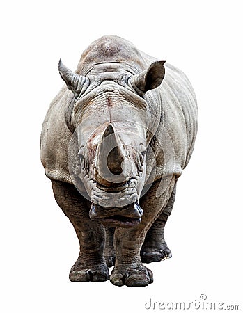 Rhino on white background Stock Photo