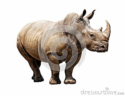 Rhino on white background Stock Photo