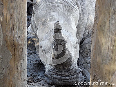 Rhino between wood posts Stock Photo
