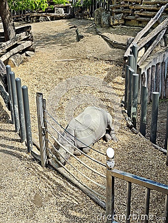 Rhino at the Zoo. Tiergarten Zoo - Schönbrunn Palace Editorial Stock Photo