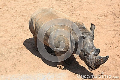 Rhinoceros Stock Photo