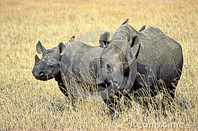 Rhinoceros Stock Photo