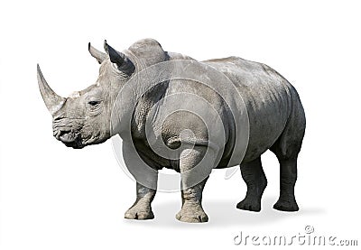 Rhinoceros Stock Photo