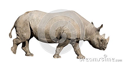 Rhinoceros Stock Photo