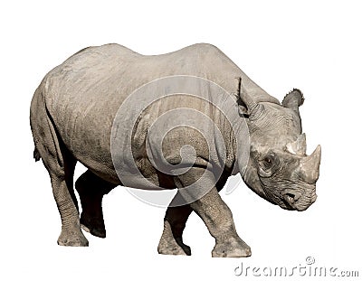 Rhinoceros Stock Photo