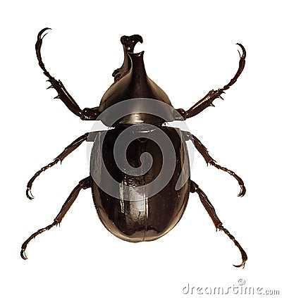 Rhinoceros Beetle Stock Photo