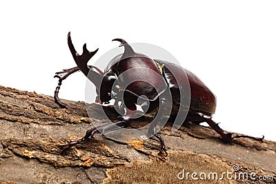 Rhinoceros beetle Stock Photo