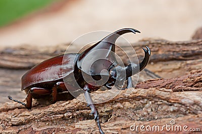 Rhinoceros beetle Stock Photo