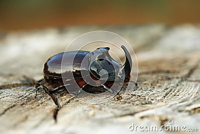 Rhinoceros beetle Stock Photo