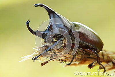 Rhinoceros beetle Stock Photo