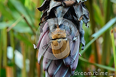 Rhinoceros beetle aka rhino beetle Stock Photo