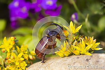 Rhinoceros beetle - Arthropoda Stock Photo