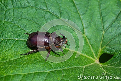 Rhinoceros Beetle. The beetle sitting on a cucumber leaf. Stock Photo